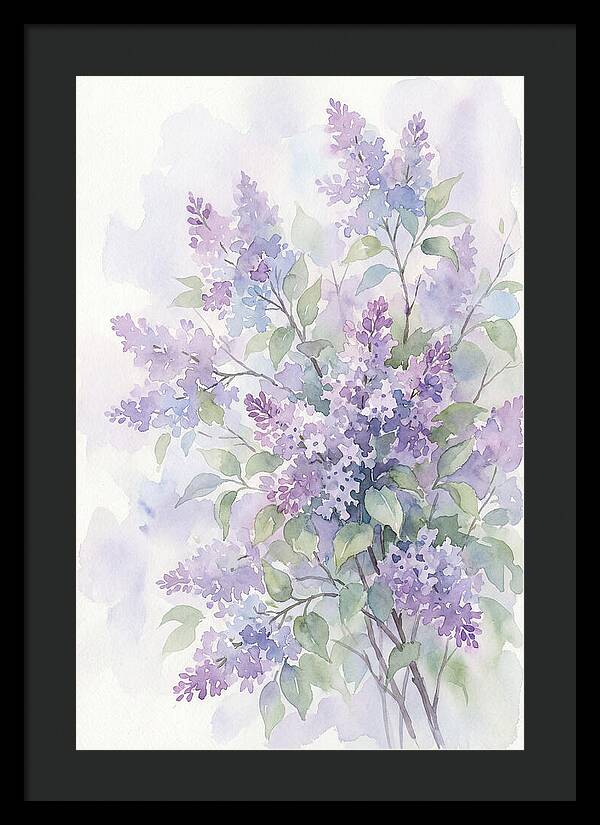 Lilac Bush In Bloom