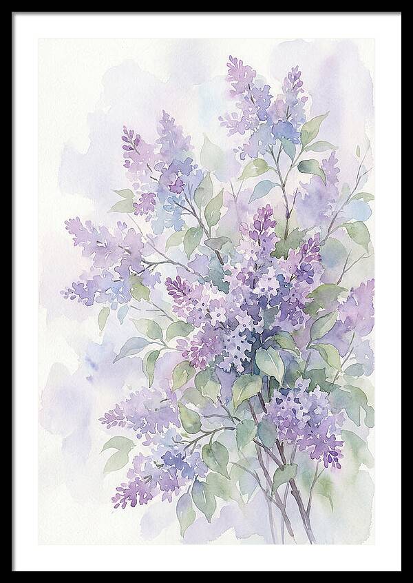 Lilac Bush In Bloom