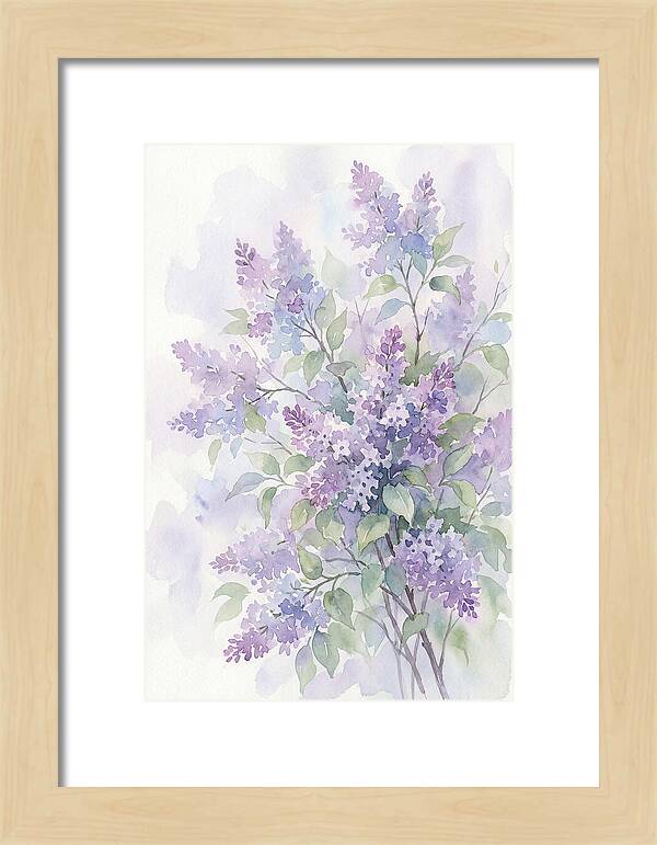 Lilac Bush In Bloom