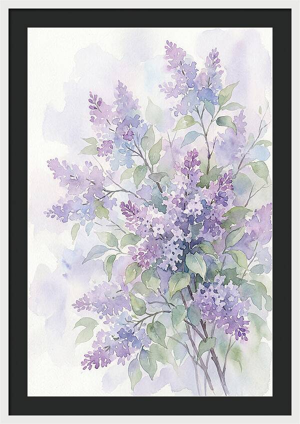 Lilac Bush In Bloom