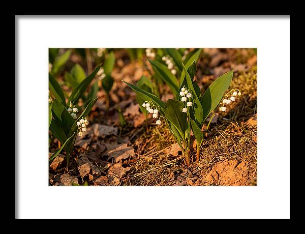 Lily Of The Valley Blooms