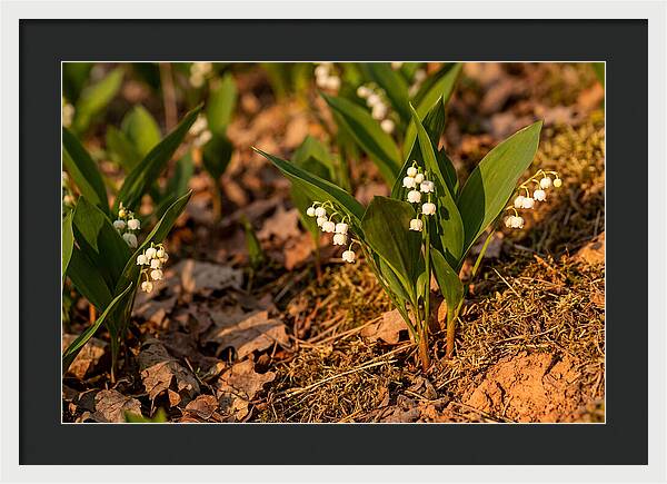 Lily Of The Valley Blooms