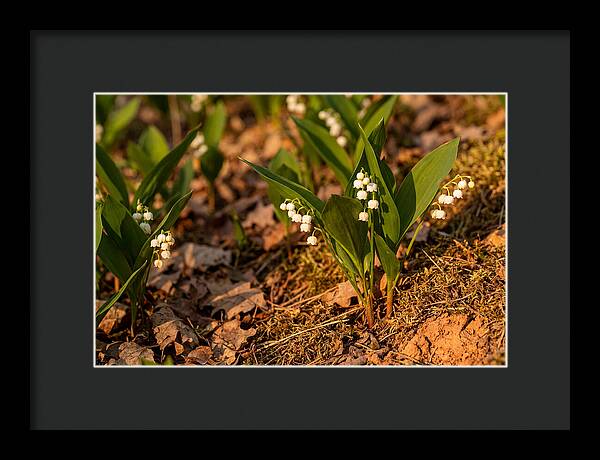 Lily Of The Valley Blooms