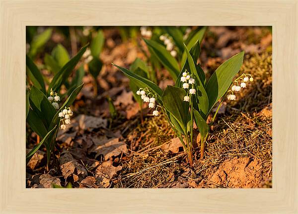 Lily Of The Valley Blooms