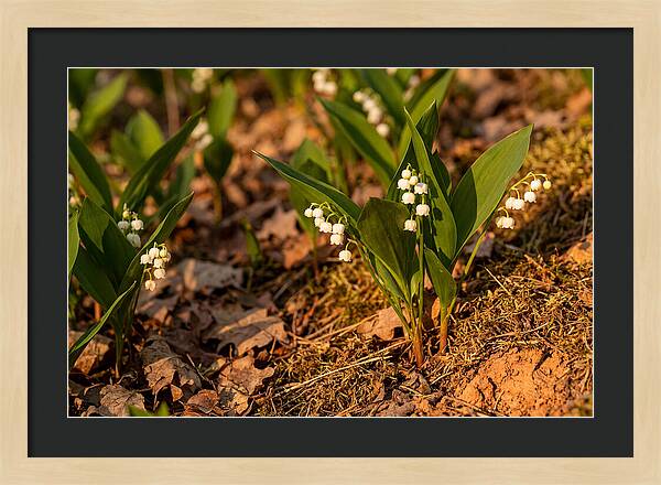 Lily Of The Valley Blooms