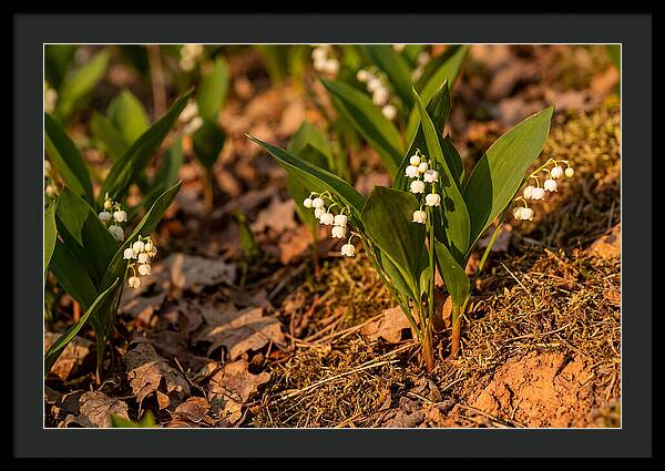 Lily Of The Valley Blooms