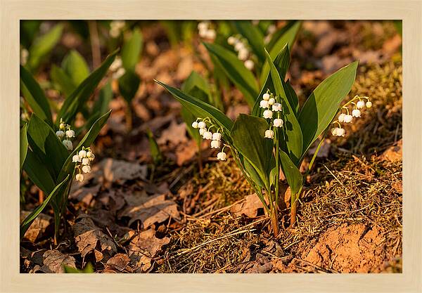 Lily Of The Valley Blooms