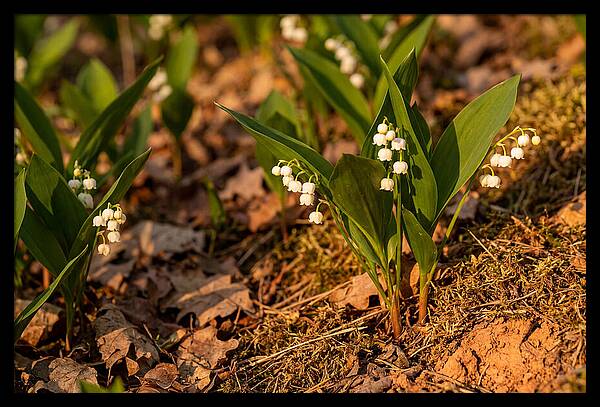 Lily Of The Valley Blooms