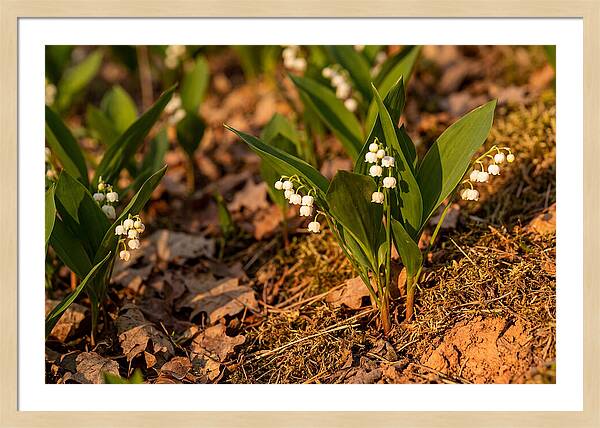 Lily Of The Valley Blooms