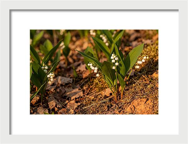 Lily Of The Valley Blooms