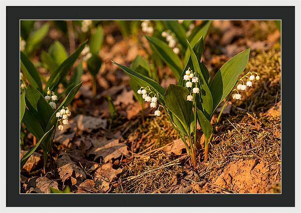 Lily Of The Valley Blooms