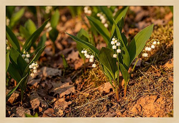 Lily Of The Valley Blooms