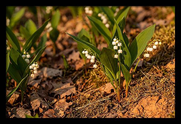 Lily Of The Valley Blooms