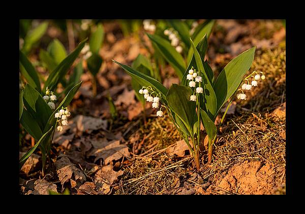 Lily Of The Valley Blooms
