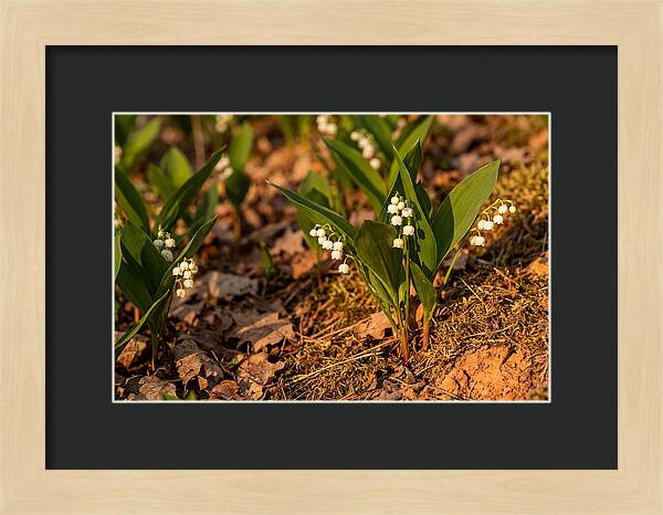 Lily Of The Valley Blooms