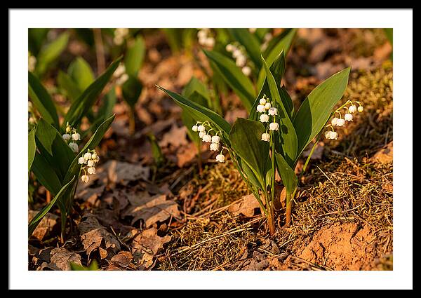 Lily Of The Valley Blooms