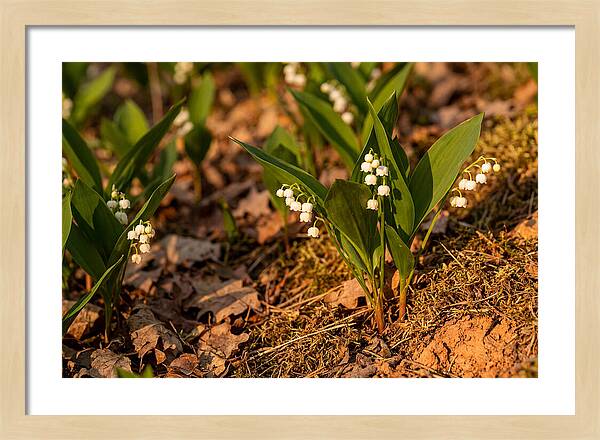 Lily Of The Valley Blooms