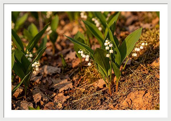 Lily Of The Valley Blooms