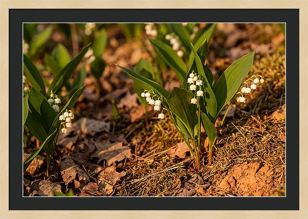 Lily Of The Valley Blooms