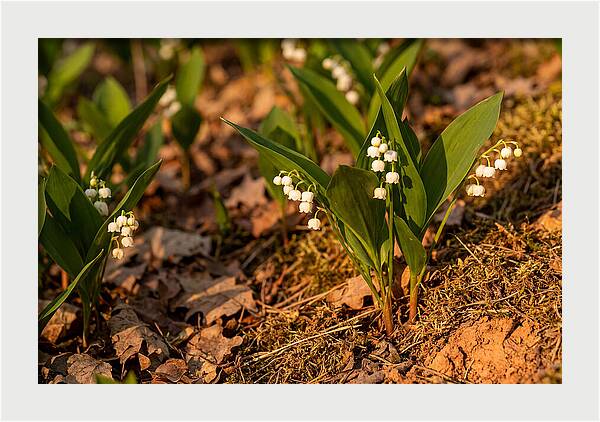 Lily Of The Valley Blooms