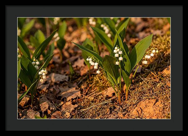 Lily Of The Valley Blooms