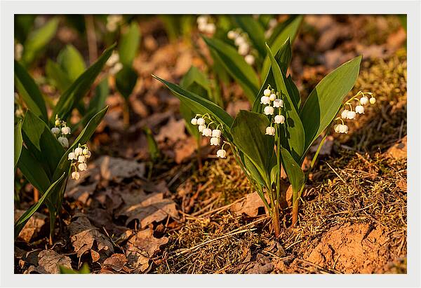 Lily Of The Valley Blooms