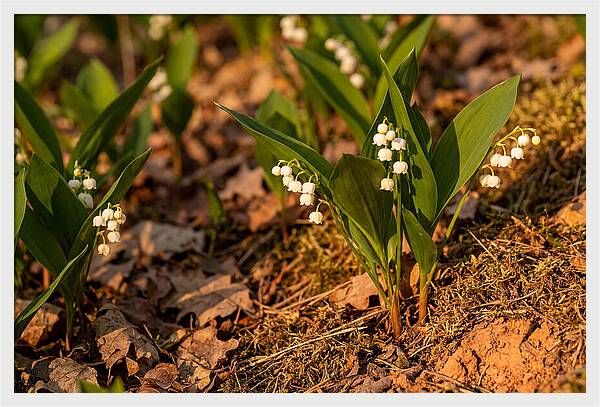 Lily Of The Valley Blooms