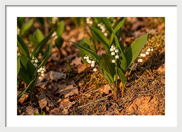 Lily Of The Valley Blooms