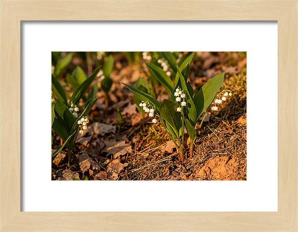Lily Of The Valley Blooms