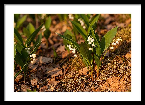 Lily Of The Valley Blooms