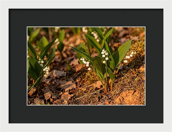 Lily Of The Valley Blooms
