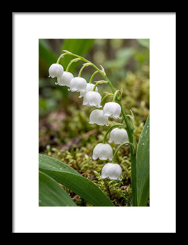 Lily Of The Valley