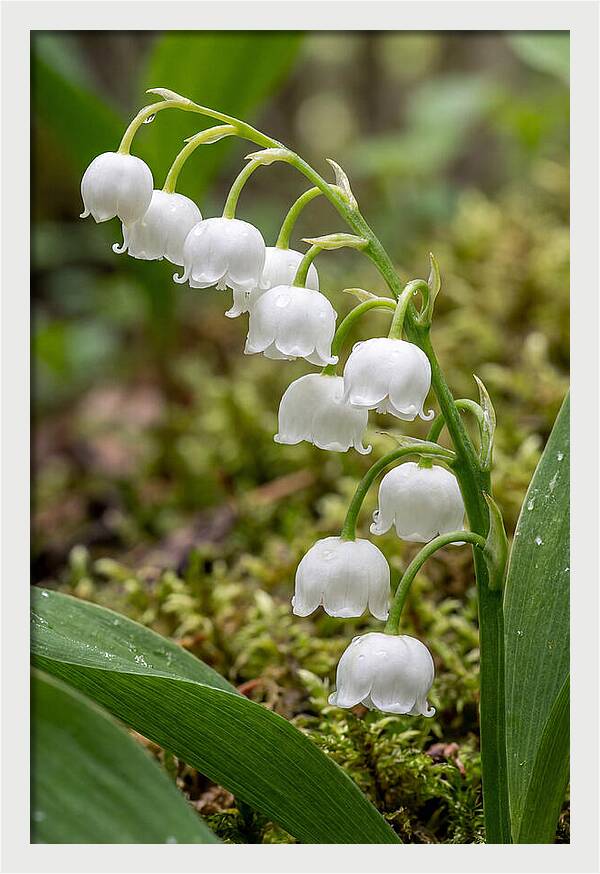 Lily Of The Valley
