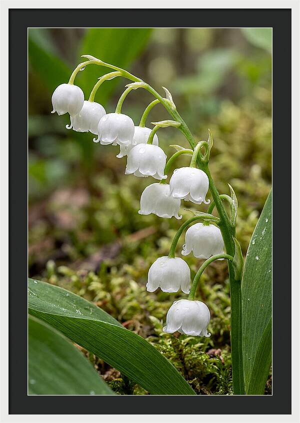 Lily Of The Valley