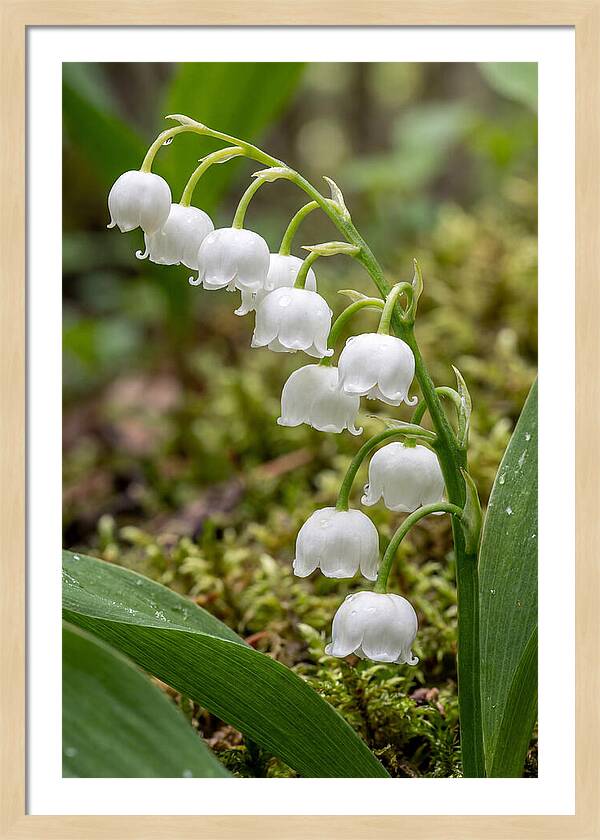 Lily Of The Valley