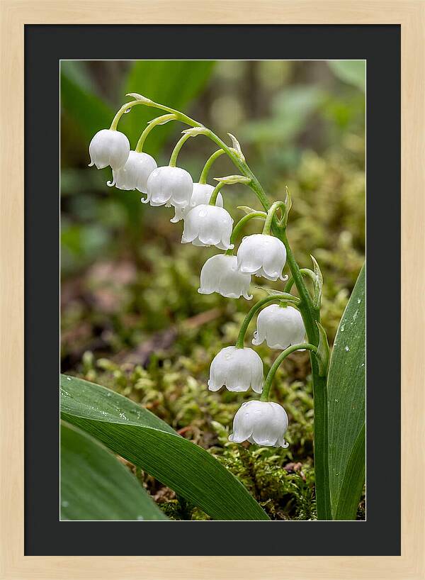 Lily Of The Valley