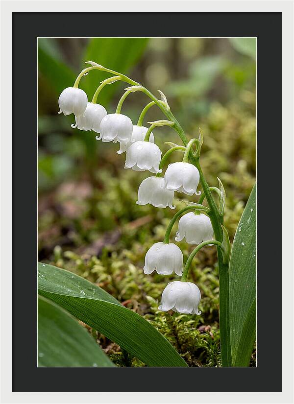 Lily Of The Valley