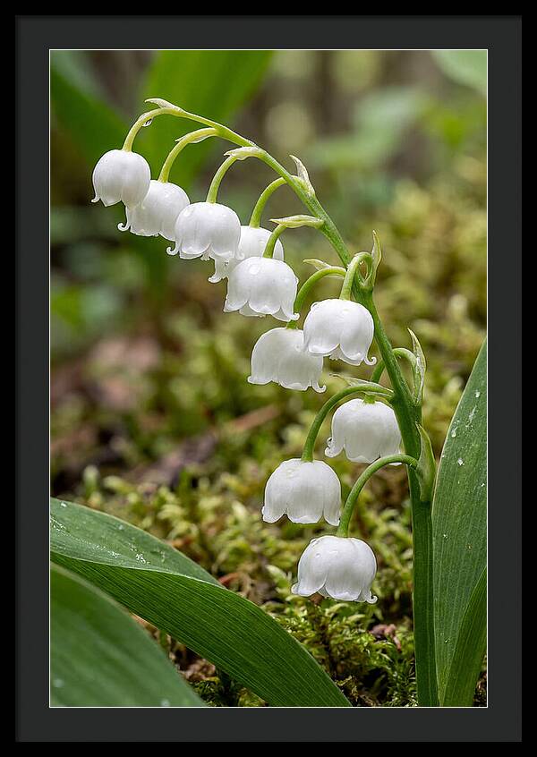 Lily Of The Valley
