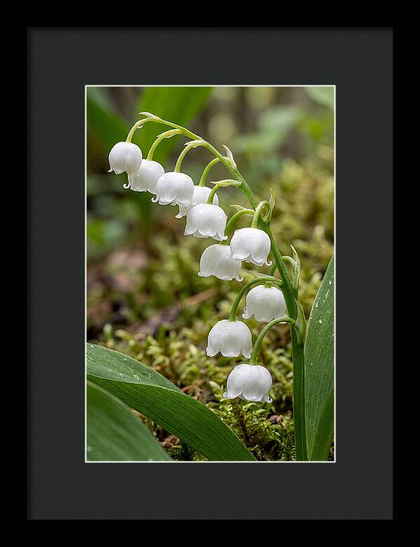 Lily Of The Valley