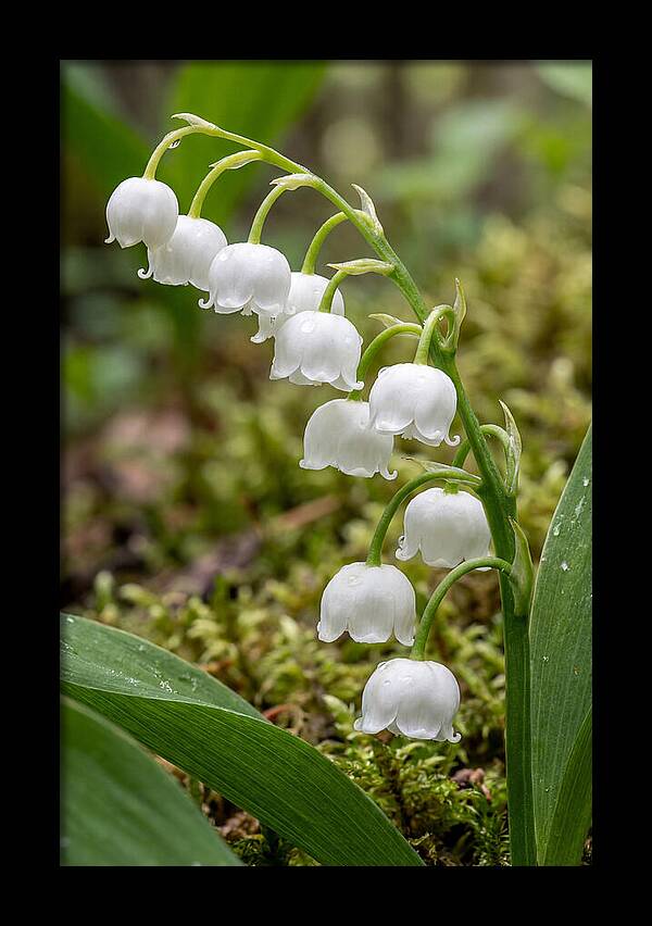 Lily Of The Valley