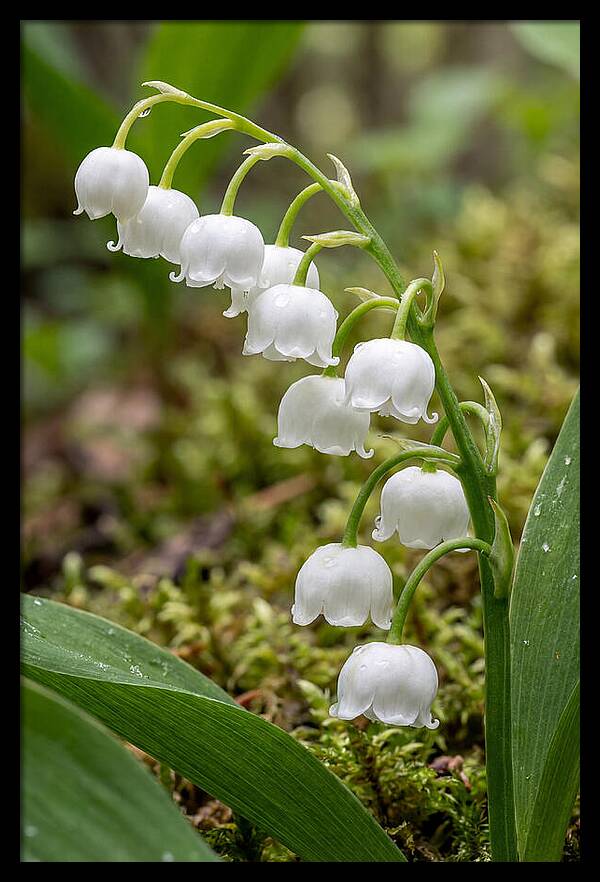 Lily Of The Valley