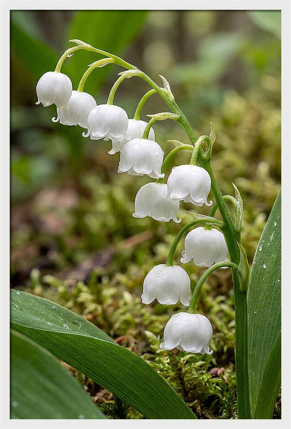 Lily Of The Valley