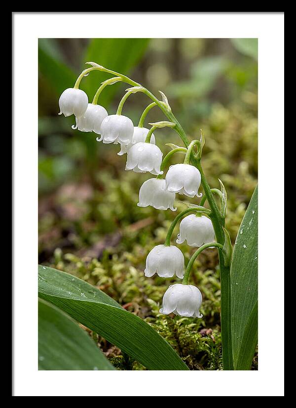 Lily Of The Valley