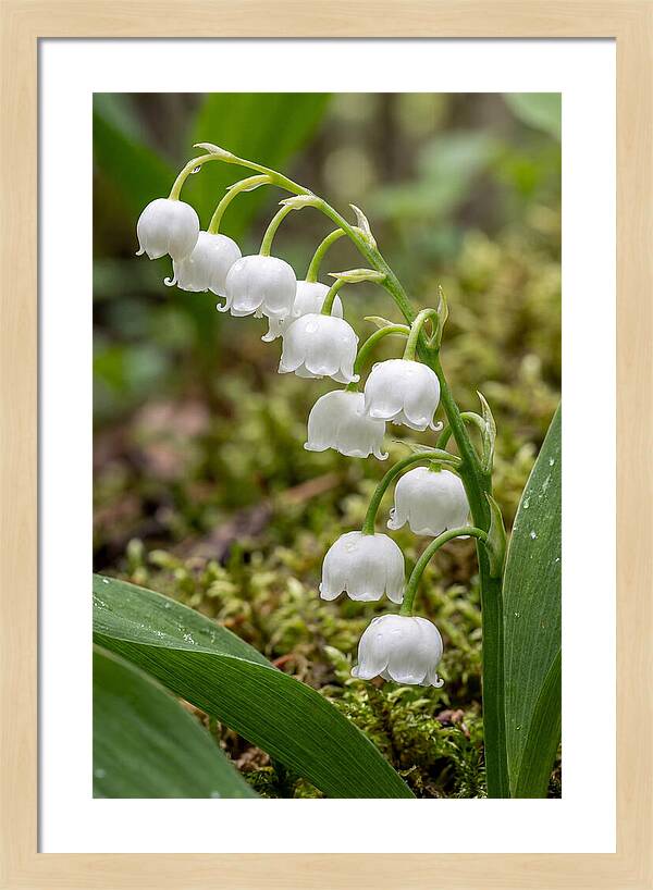 Lily Of The Valley
