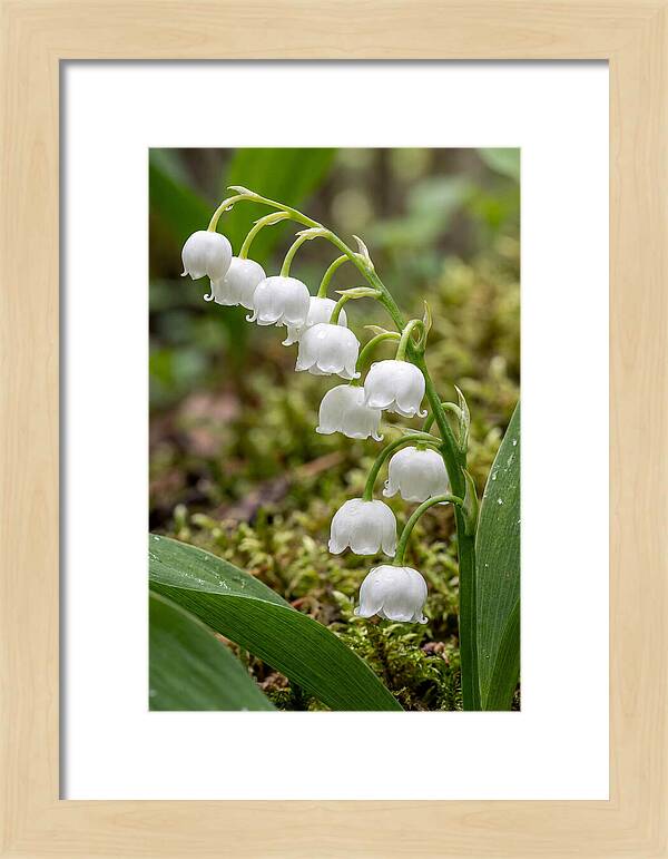 Lily Of The Valley