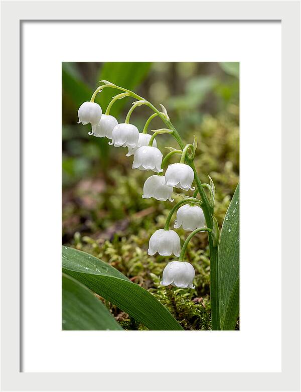 Lily Of The Valley