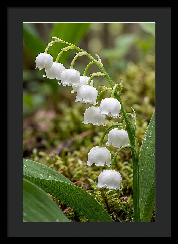 Lily Of The Valley