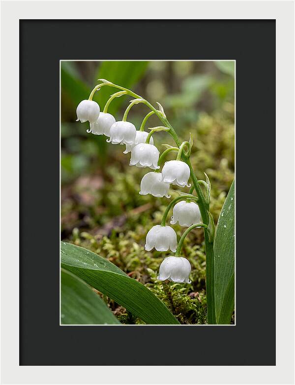 Lily Of The Valley