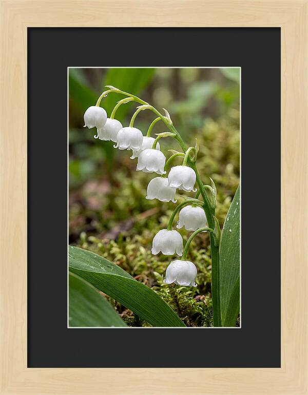 Lily Of The Valley