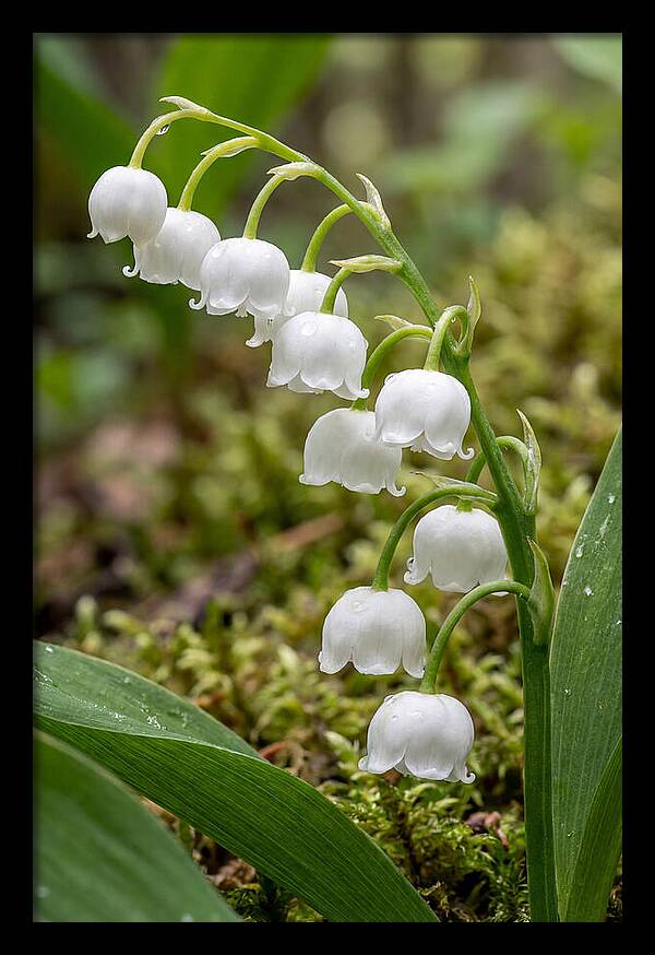 Lily Of The Valley